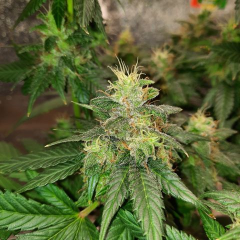 Royal Jewels F1 #2 growlog timeline photo