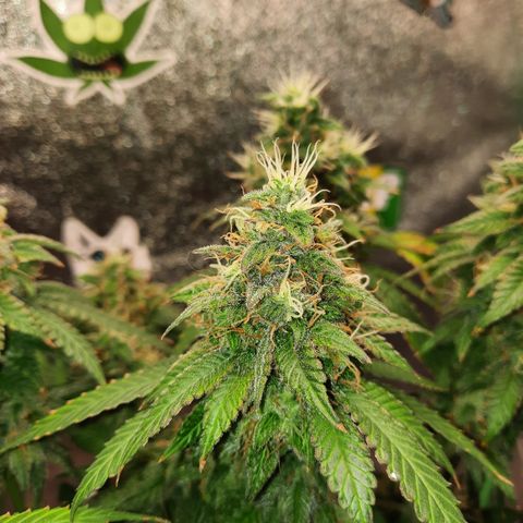 Royal Jewels F1 #4 growlog timeline photo
