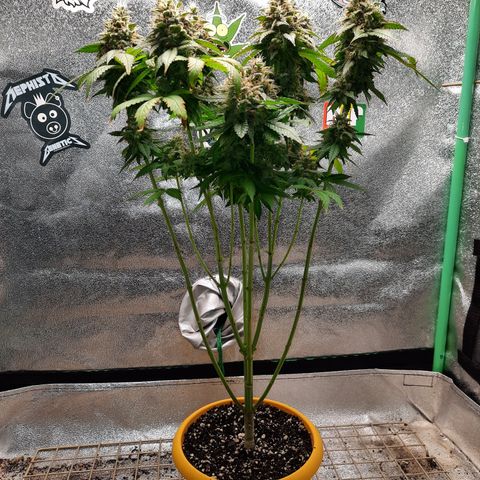 Royal Jewels F1 #4 growlog timeline photo