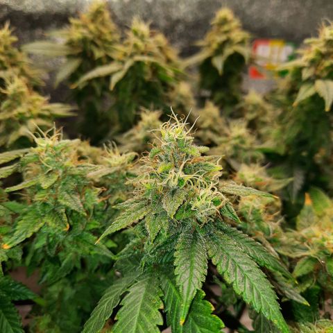 Royal Jewels F1 #5 growlog timeline photo