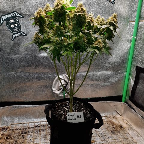 Royal Jewels F1 #5 growlog timeline photo