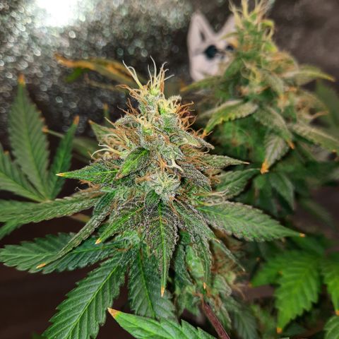 Royal Jewels F1 #1 growlog timeline photo