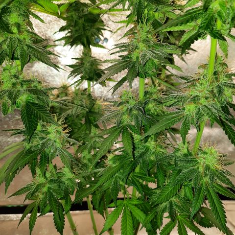 Royal Jewels F1 #6 growlog timeline photo