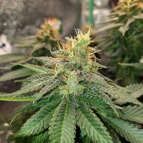 Royal Jewels F1 #6 growlog timeline photo