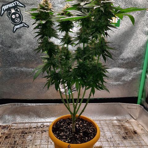 Royal Jewels F1 #6 growlog timeline photo
