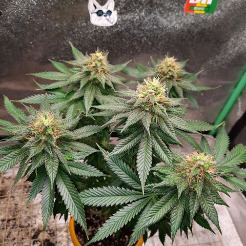 Royal Jewels F1 #6 growlog timeline photo