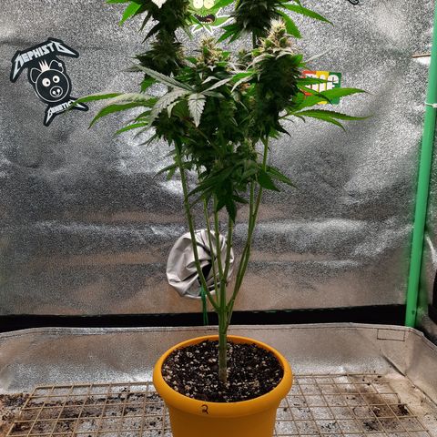 Royal Jewels F1 #2 growlog timeline photo