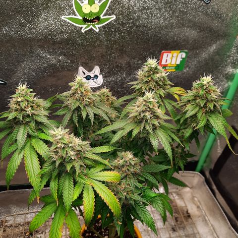 Royal Jewels F1 #4 growlog timeline photo