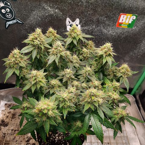 Royal Jewels F1 #5 growlog timeline photo