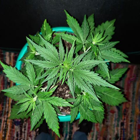 Easy Bud auto growlog timeline photo