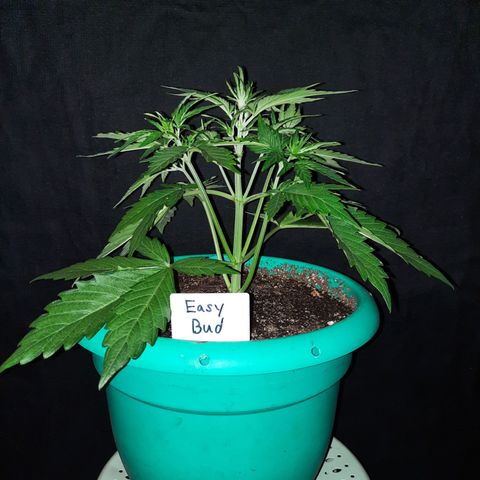 Easy Bud auto growlog timeline photo