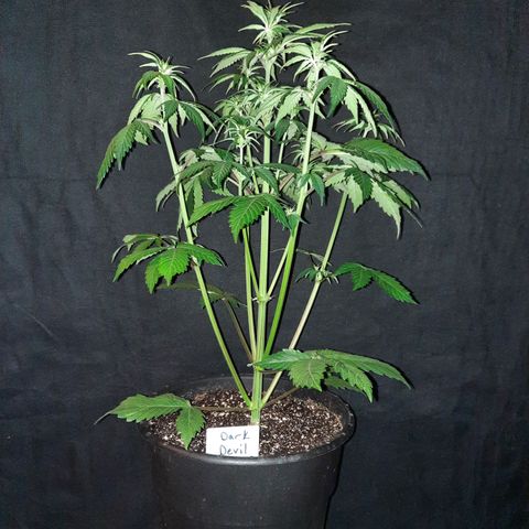 Dark Devil auto growlog timeline photo