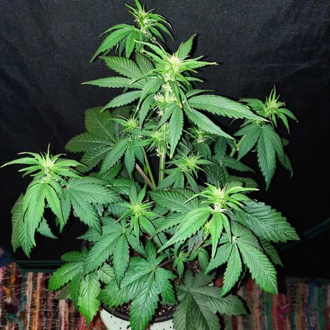 Dark Devil auto growlog timeline photo