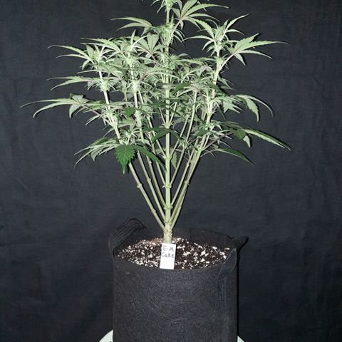 E-M Cake auto growlog timeline photo