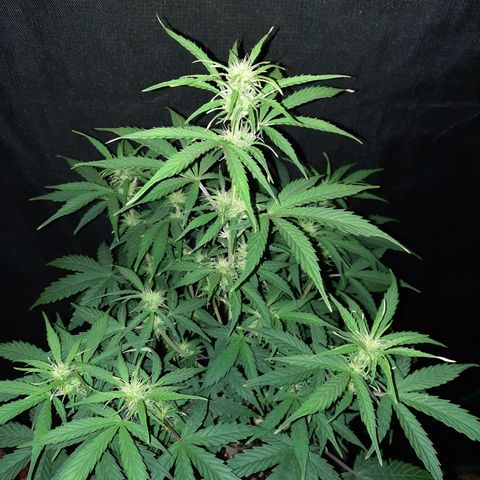 E-M Cake auto growlog timeline photo