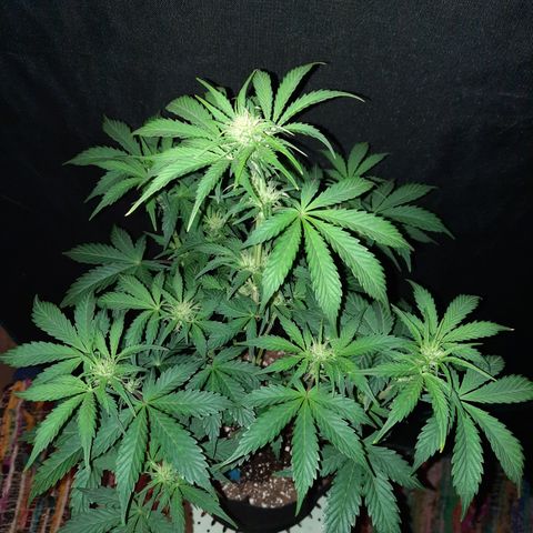 San Diego Sunsets growlog timeline photo