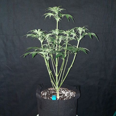 San Diego Sunsets growlog timeline photo