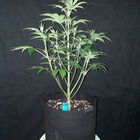 33 Sunsets growlog timeline photo