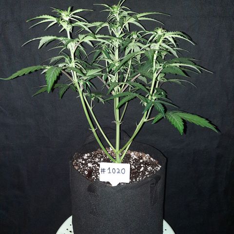 Madmartigan growlog timeline photo