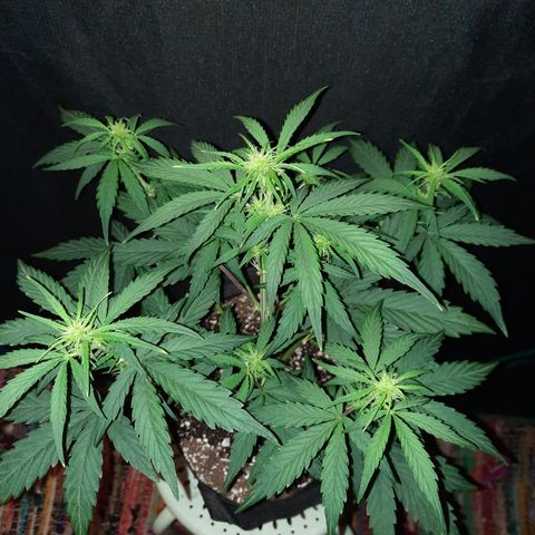 Madmartigan growlog timeline photo
