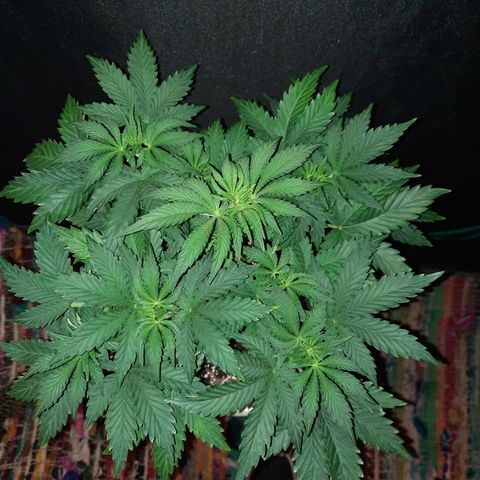 E-M Strawberry Duke auto growlog timeline photo