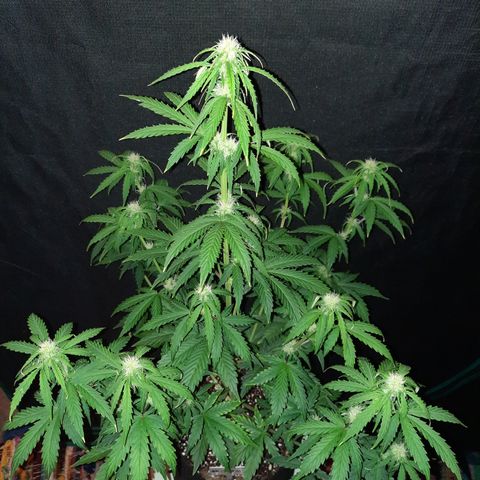 E-M Bruce vs Raoul auto growlog timeline photo