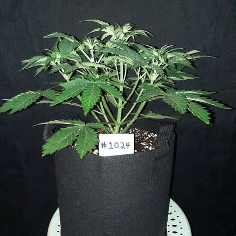 E-M Strawberry Duke auto growlog timeline photo