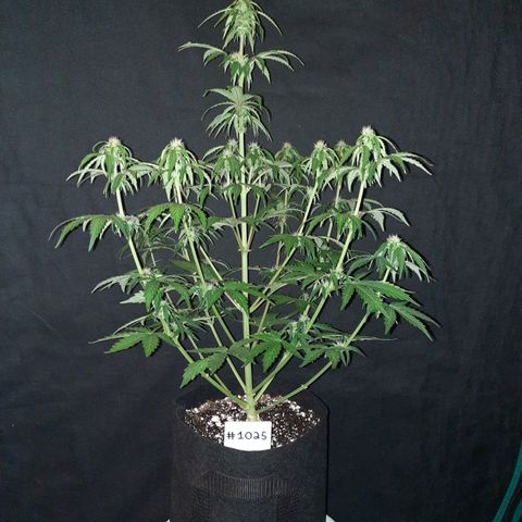 E-M Bruce vs Raoul auto growlog timeline photo