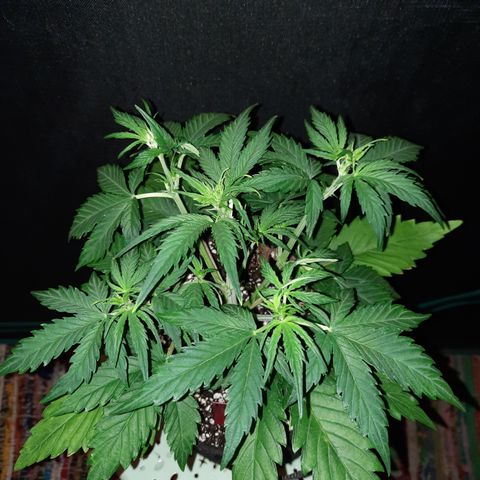 Raoul's Poison growlog timeline photo