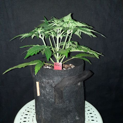 Raoul's Poison growlog timeline photo