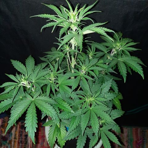 33 Sunsets growlog timeline photo