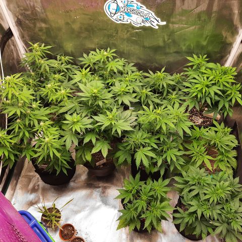 E-M Strawberry Duke auto growlog timeline photo