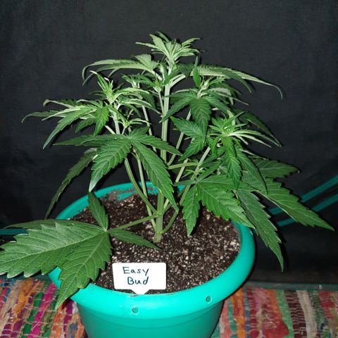 Easy Bud auto growlog timeline photo