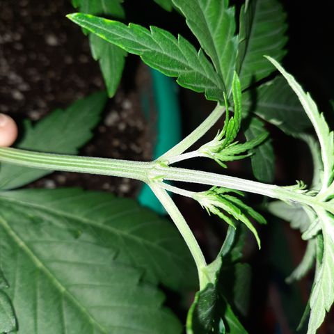 Easy Bud auto growlog timeline photo