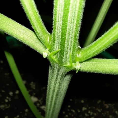 Easy Bud auto growlog timeline photo