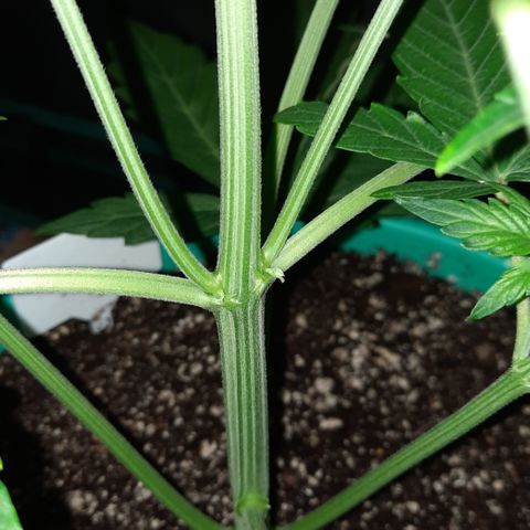 Easy Bud auto growlog timeline photo