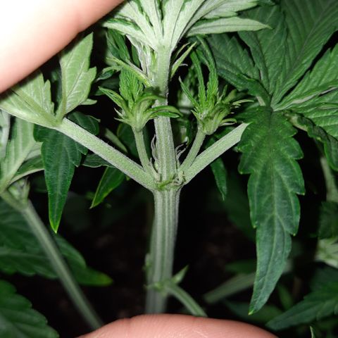 Easy Bud auto growlog timeline photo