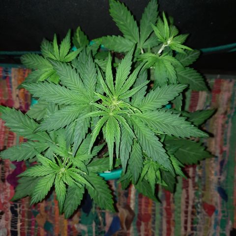 Easy Bud auto growlog timeline photo