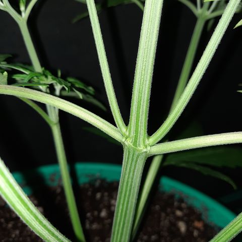 Easy Bud auto growlog timeline photo