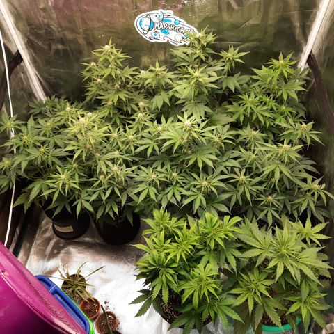 E-M Strawberry Duke auto growlog timeline photo