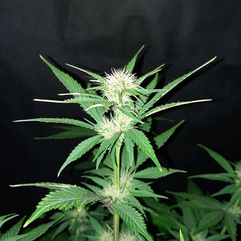 Dark Devil auto growlog timeline photo