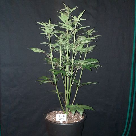 Dark Devil auto growlog timeline photo