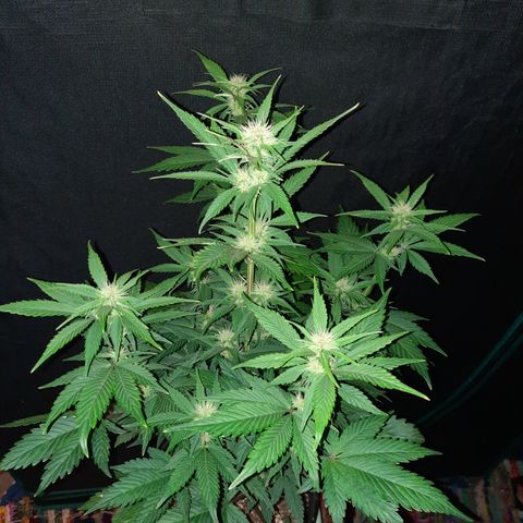 Dark Devil auto growlog timeline photo