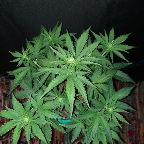 Easy Bud auto growlog timeline photo