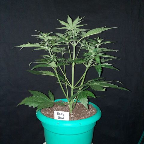 Easy Bud auto growlog timeline photo