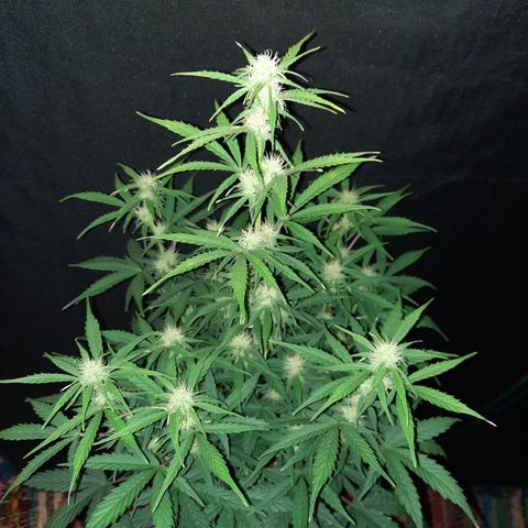E-M Cake auto growlog timeline photo