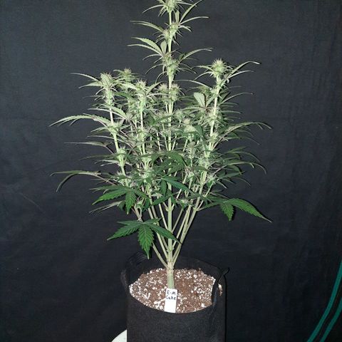 E-M Cake auto growlog timeline photo