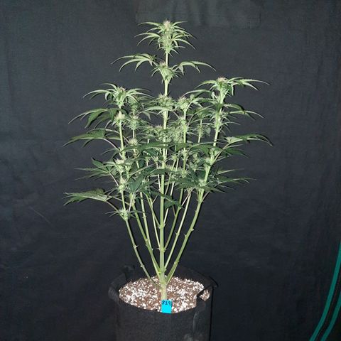 San Diego Sunsets growlog timeline photo