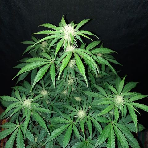 San Diego Sunsets growlog timeline photo
