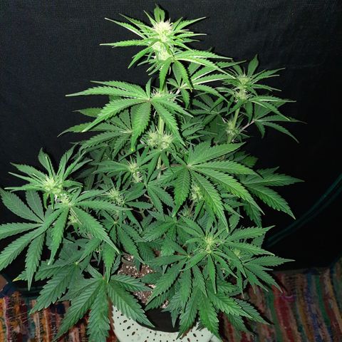 33 Sunsets growlog timeline photo